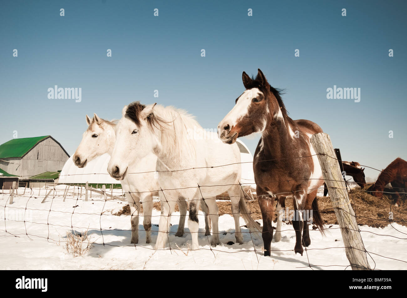 Tre cavalli in una fattoria in inverno Foto Stock