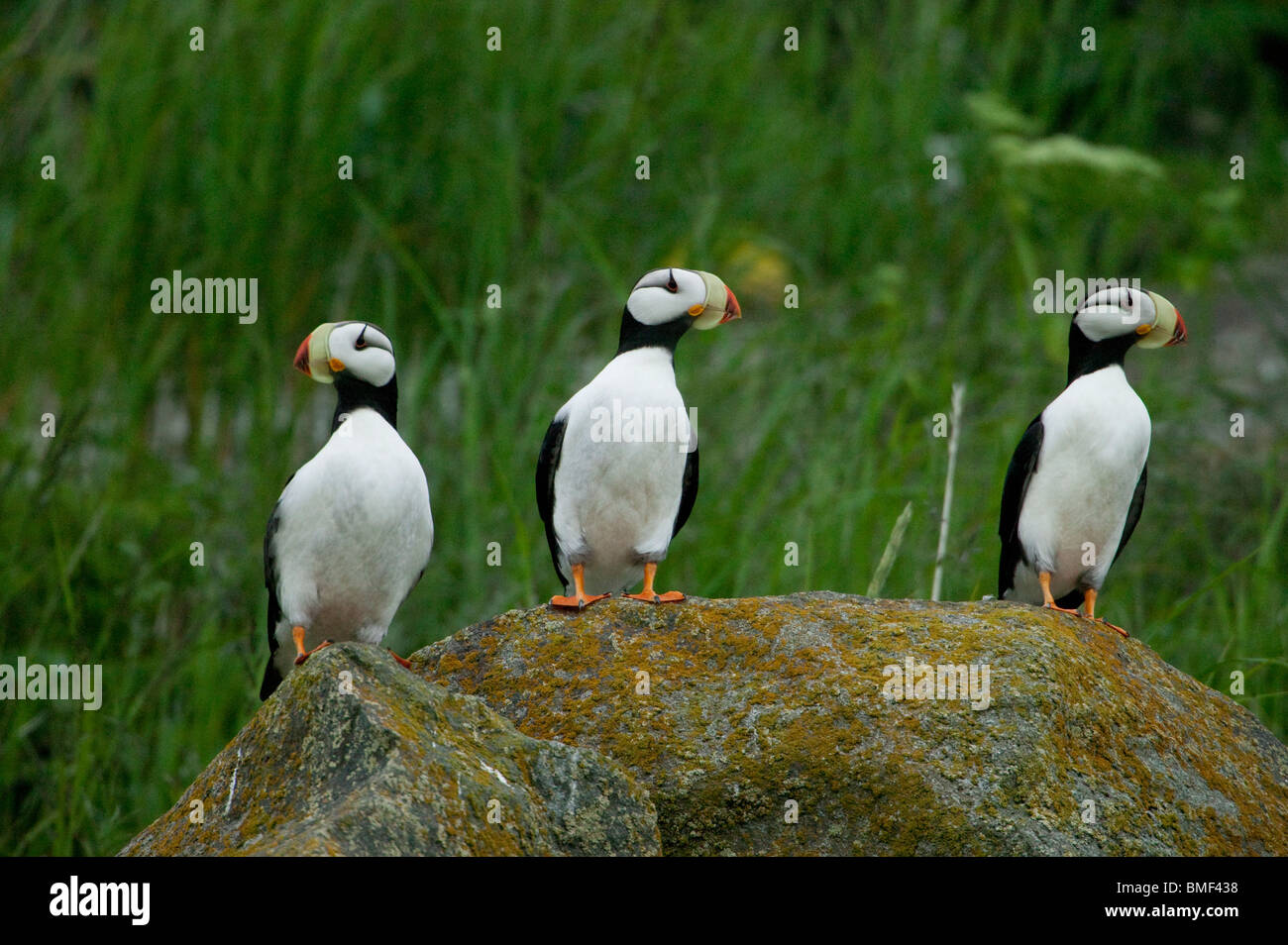 Puffini, Katmai National Park, Alaska Foto Stock