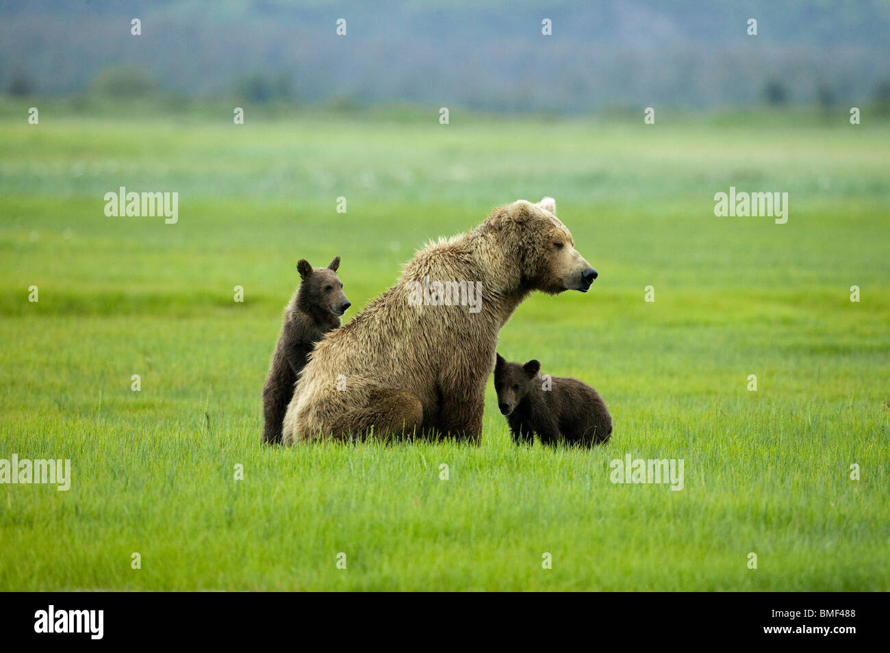Orso bruno, Katmai National Park, Alaska Foto Stock