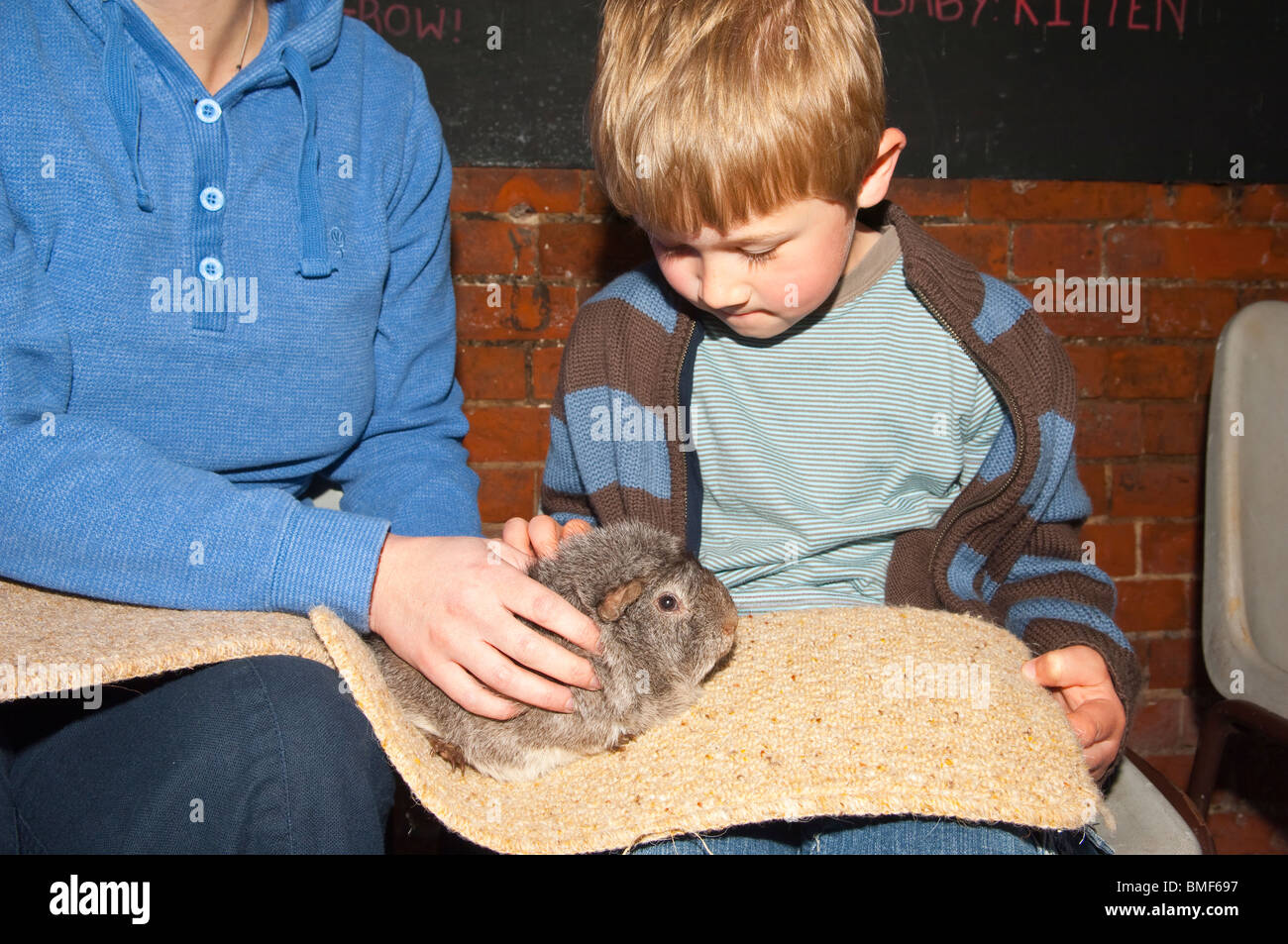 Madre e figlio con una cavia in Easton Farm Park a Easton , Woodbridge , Suffolk , Inghilterra , Gran Bretagna , Regno Unito Foto Stock