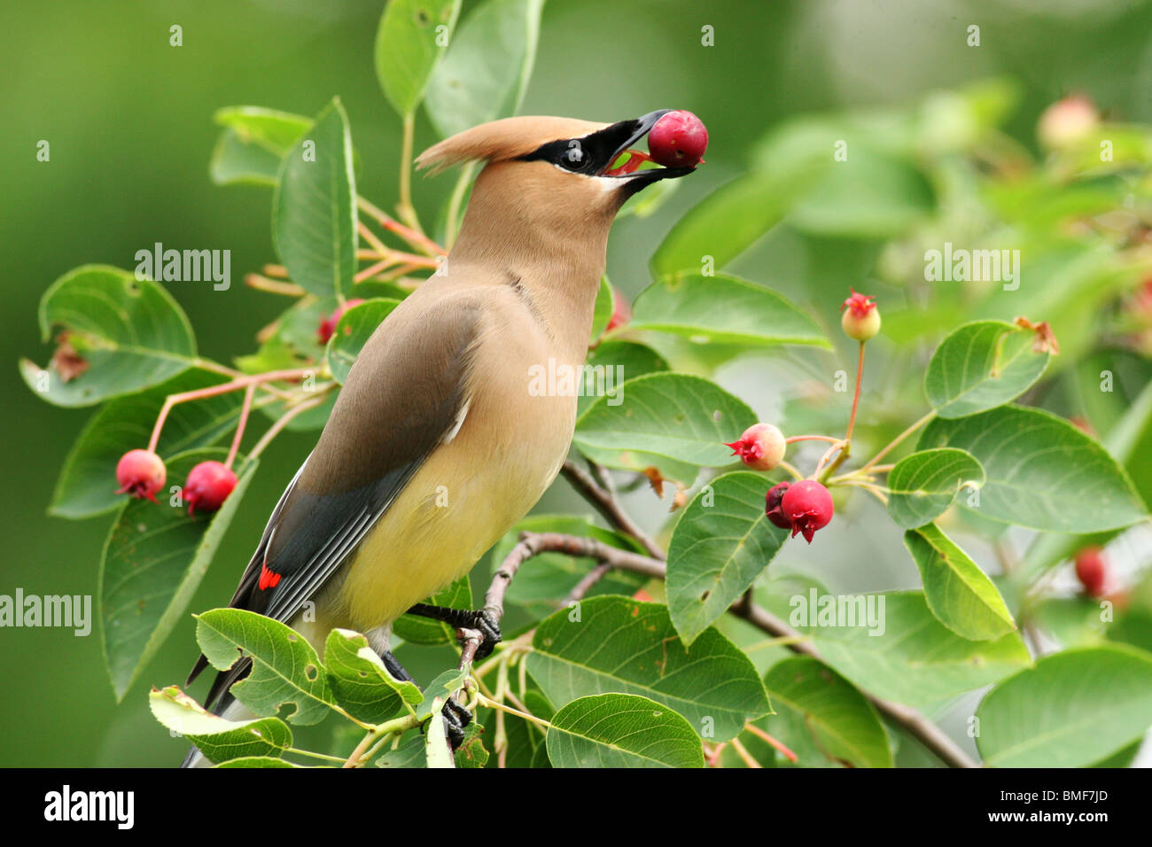 Il Cedar waxwing mangiare serviceberry Foto Stock