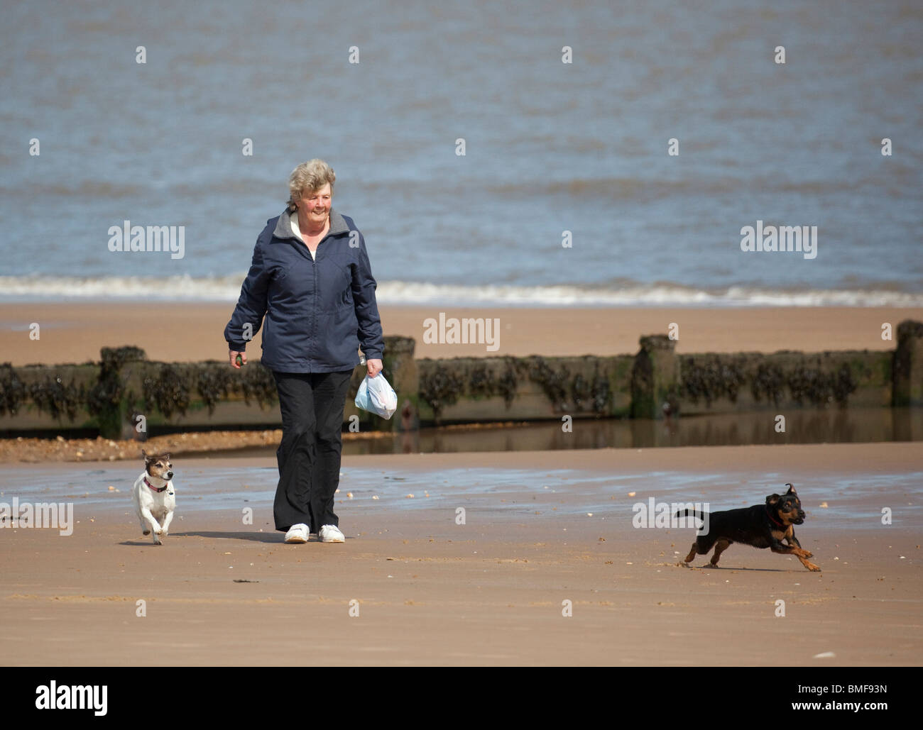 Donna che cammina e cane che corre sulla spiaggia Foto Stock