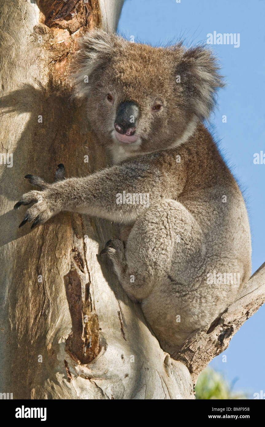Il Koala, Phascolarctos cinereus, sulla struttura Bluegum Foto Stock