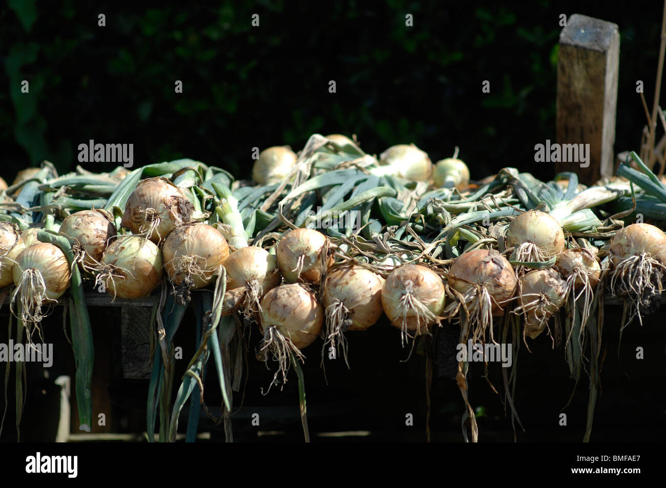 Le cipolle di essiccazione al sole caldo Foto Stock