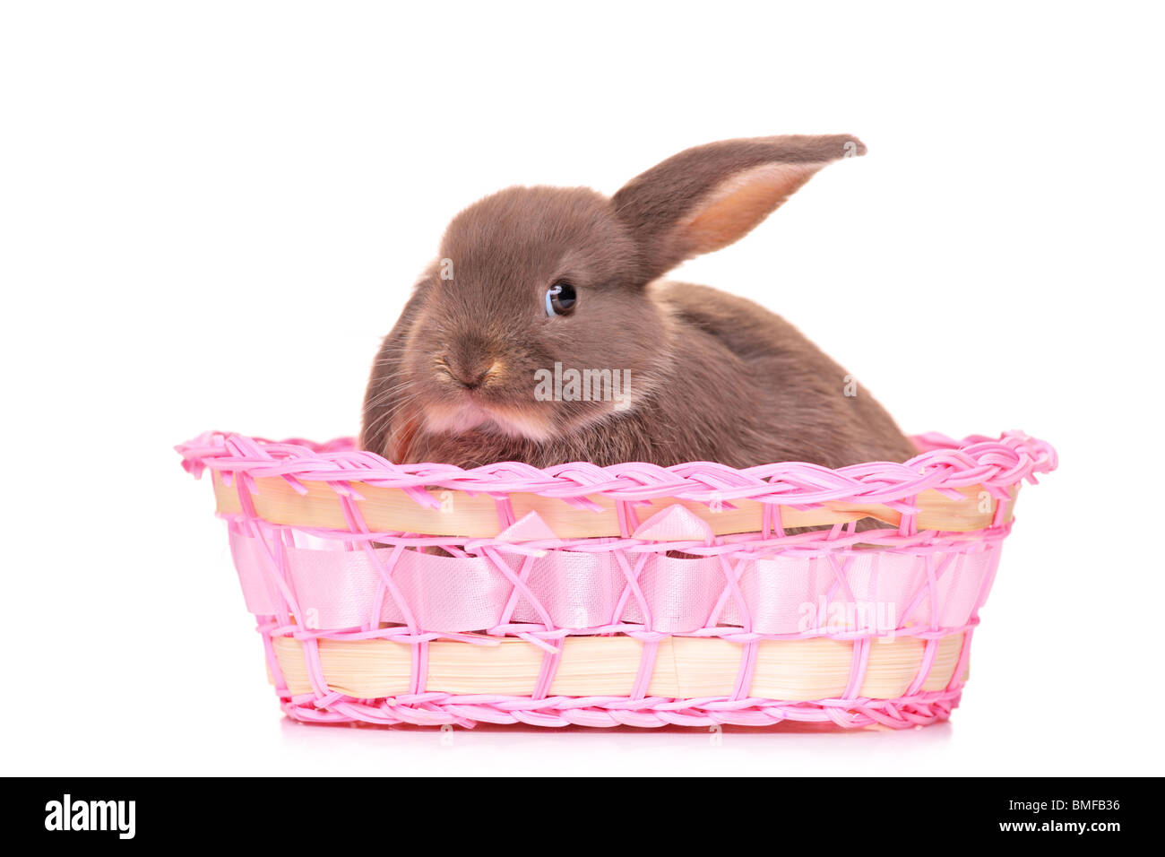 Un piccolo coniglio in un cestello Foto Stock