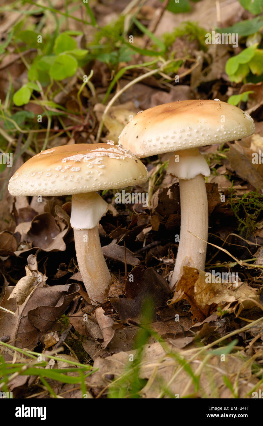 Il Blusher, Amanita rubescens, funghi nei boschi misti Foto Stock