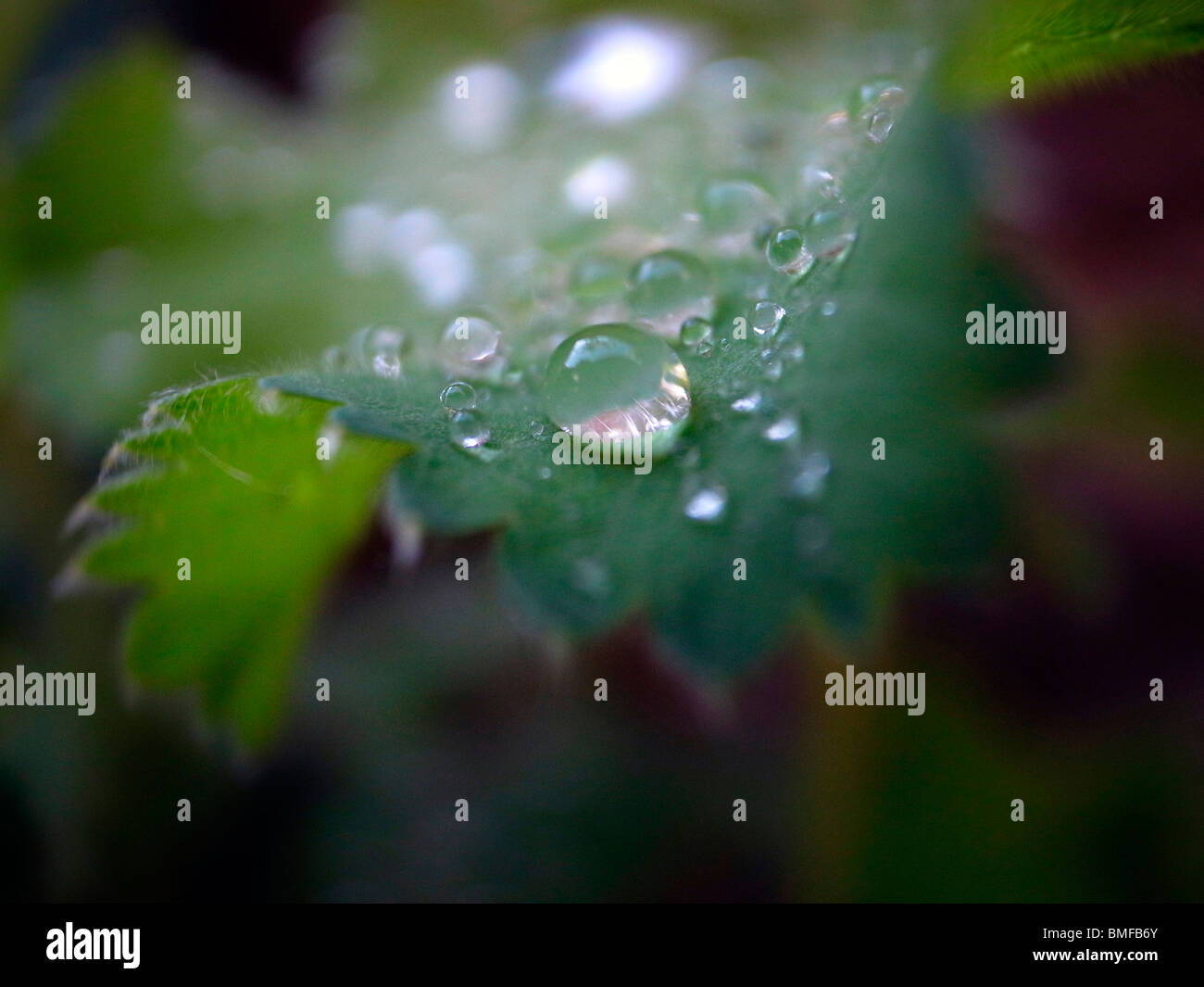 Gocce di rugiada, gocce di pioggia, close up Foto Stock