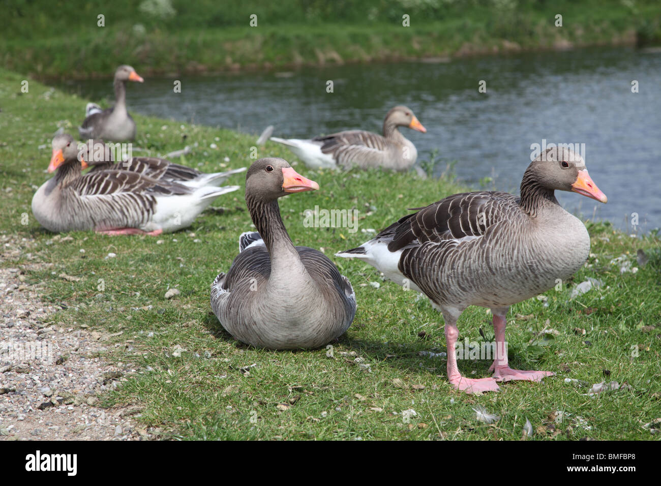 Sei grigio lag-oche in appoggio e godersi la vita sulla banca erbosa un assolato pomeriggio estivo. Copenhagen, Danimarca. Foto Stock