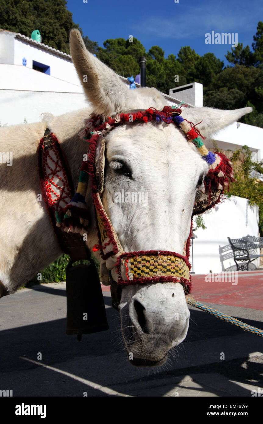 Cavallo con abbastanza briglia ware, Juzcar, Serrania de Ronda, provincia di Malaga, Andalusia. Foto Stock