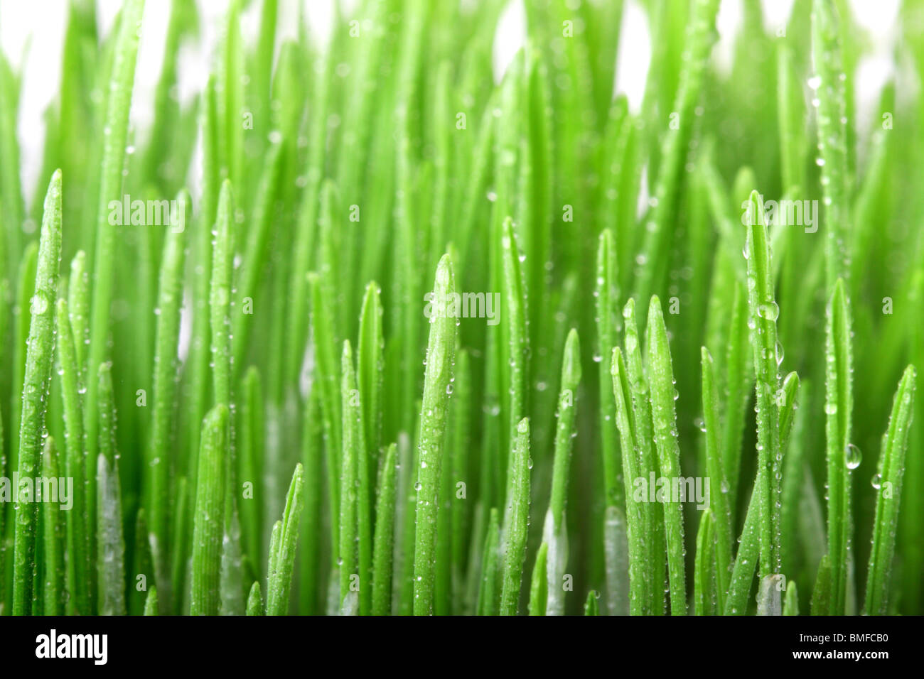 Coperti di rugiada erba, profondità di campo Foto Stock