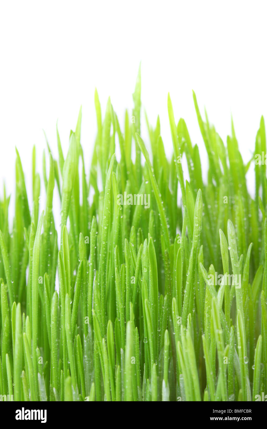 Coperti di rugiada erba isolati su sfondo bianco, shallow DOF Foto Stock