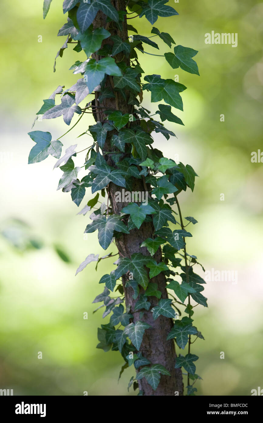 Edera comune sale su un albero - Hedera helix Foto Stock