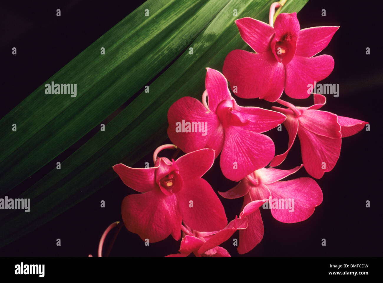 Orchid, (Dendrobium sp.), dettaglio di fiori di ibridi Foto Stock
