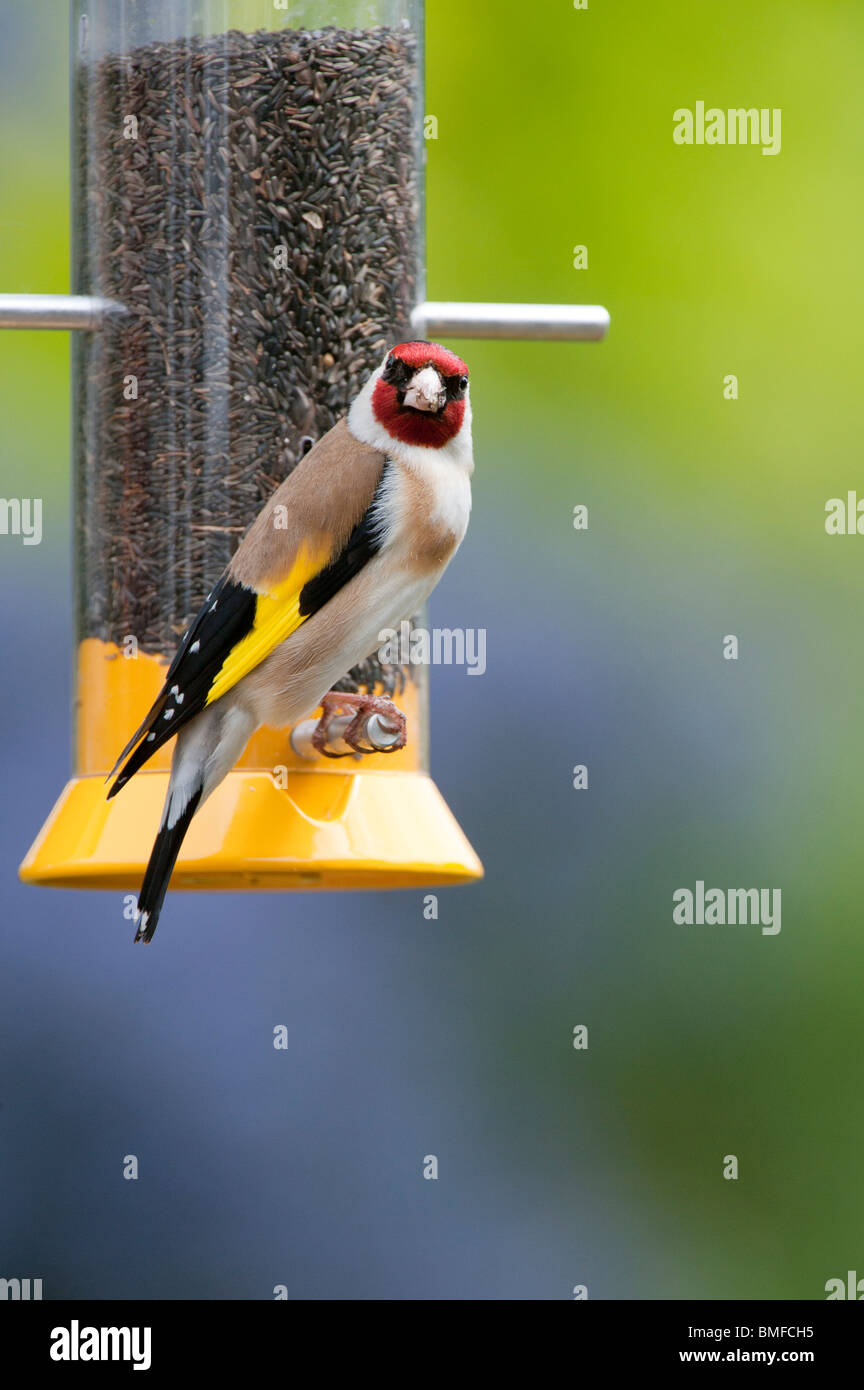 Cardellino su un uccello nyjer alimentatore di semi in un giardino Foto Stock
