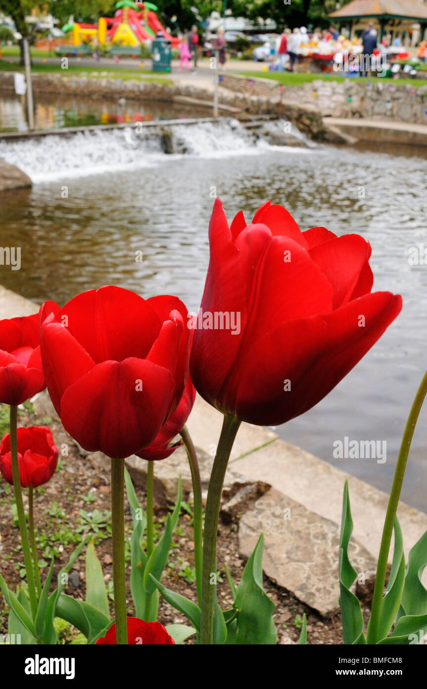 Tulipani rossi a lato del fiume che scorre per Dawlish Foto Stock