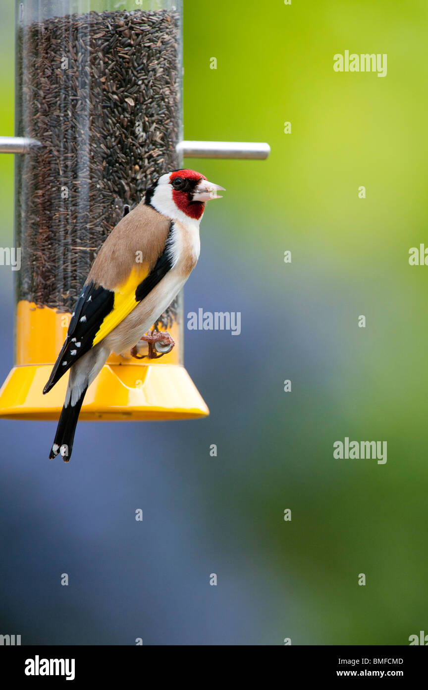 Cardellino su un uccello nyjer alimentatore di semi in un giardino Foto Stock