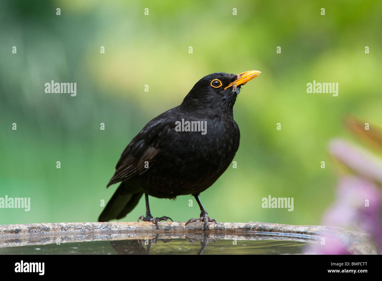 Turdus merula . Merlo maschio in piedi su un Bagno uccelli Foto Stock