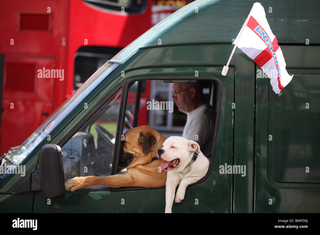Inghilterra sostenitore in un furgone con i cani in inglese Foto Stock