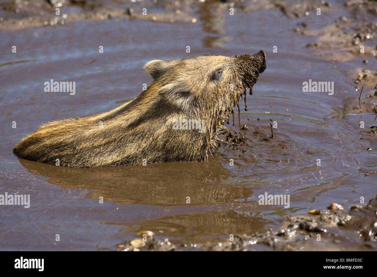 Il Cinghiale maialino prendendo un bagno di fango - Sus scrofa Foto Stock