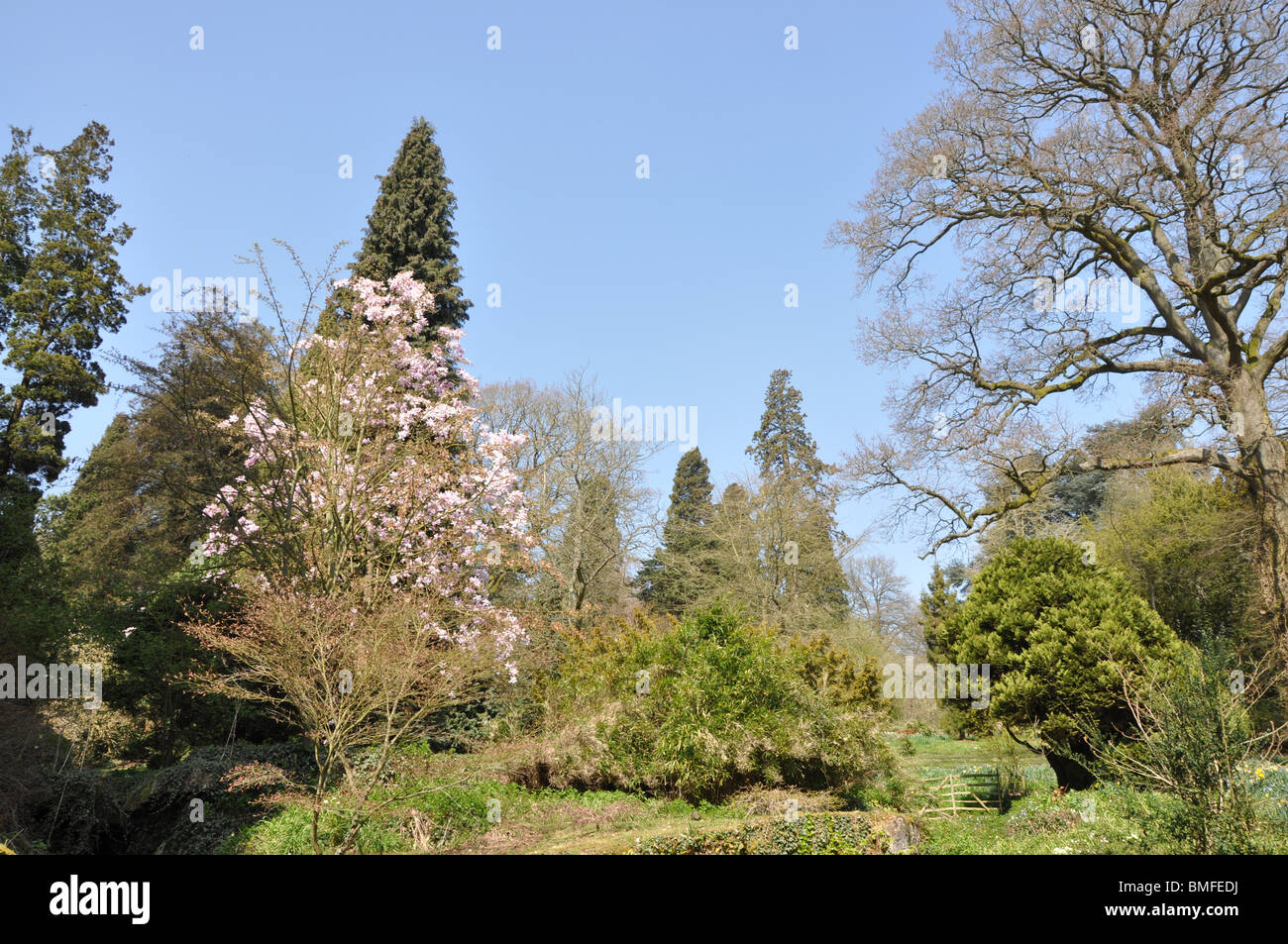 Batsford arboretum vicino a Moreton in Marsh Cotswolds Gloucestershire England Regno Unito Foto Stock