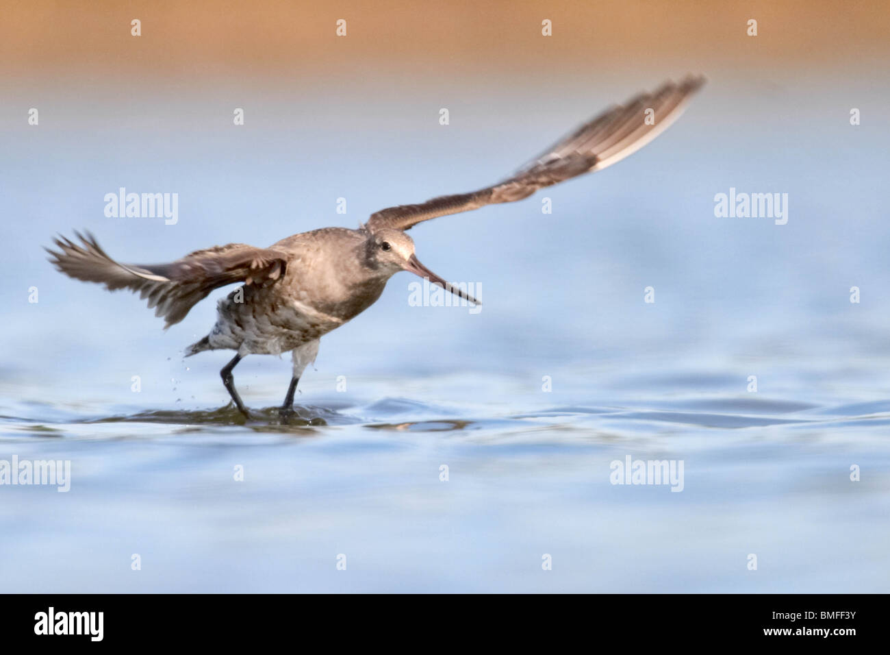 Hudsonian Godwit in non-allevamento di prendere il volo Foto Stock