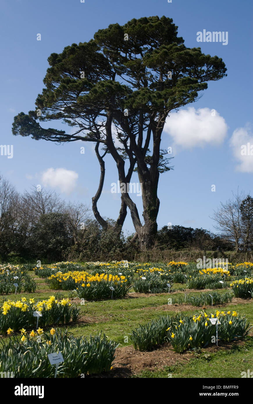 La nazionale di raccolta Daffodil Visualizza giardino, Giardini Trevarno Cornwall Regno Unito Foto Stock