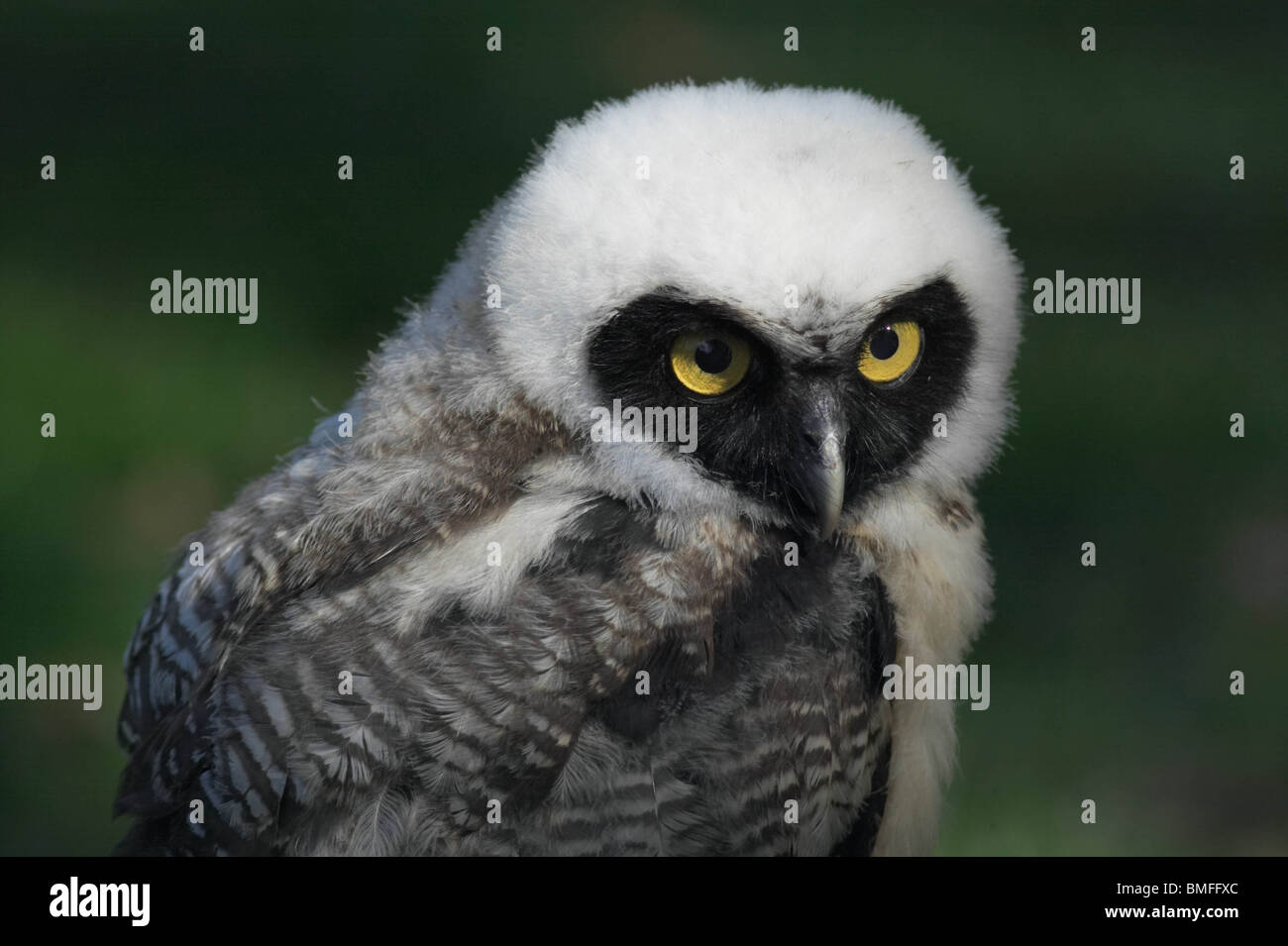 Spectacled Owl ritratto Foto Stock