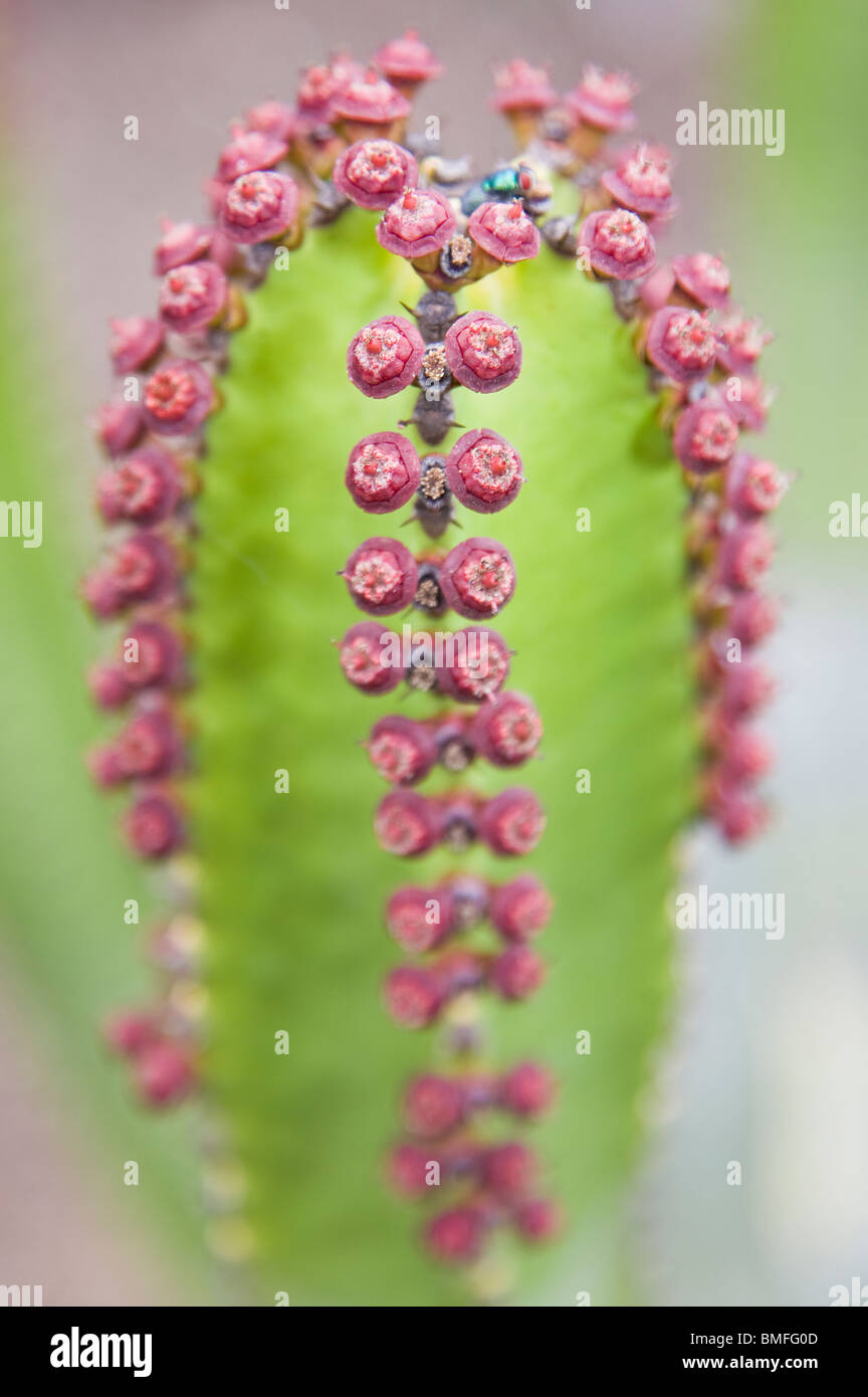 Close up di Euphorbia canariensis fiori Foto Stock