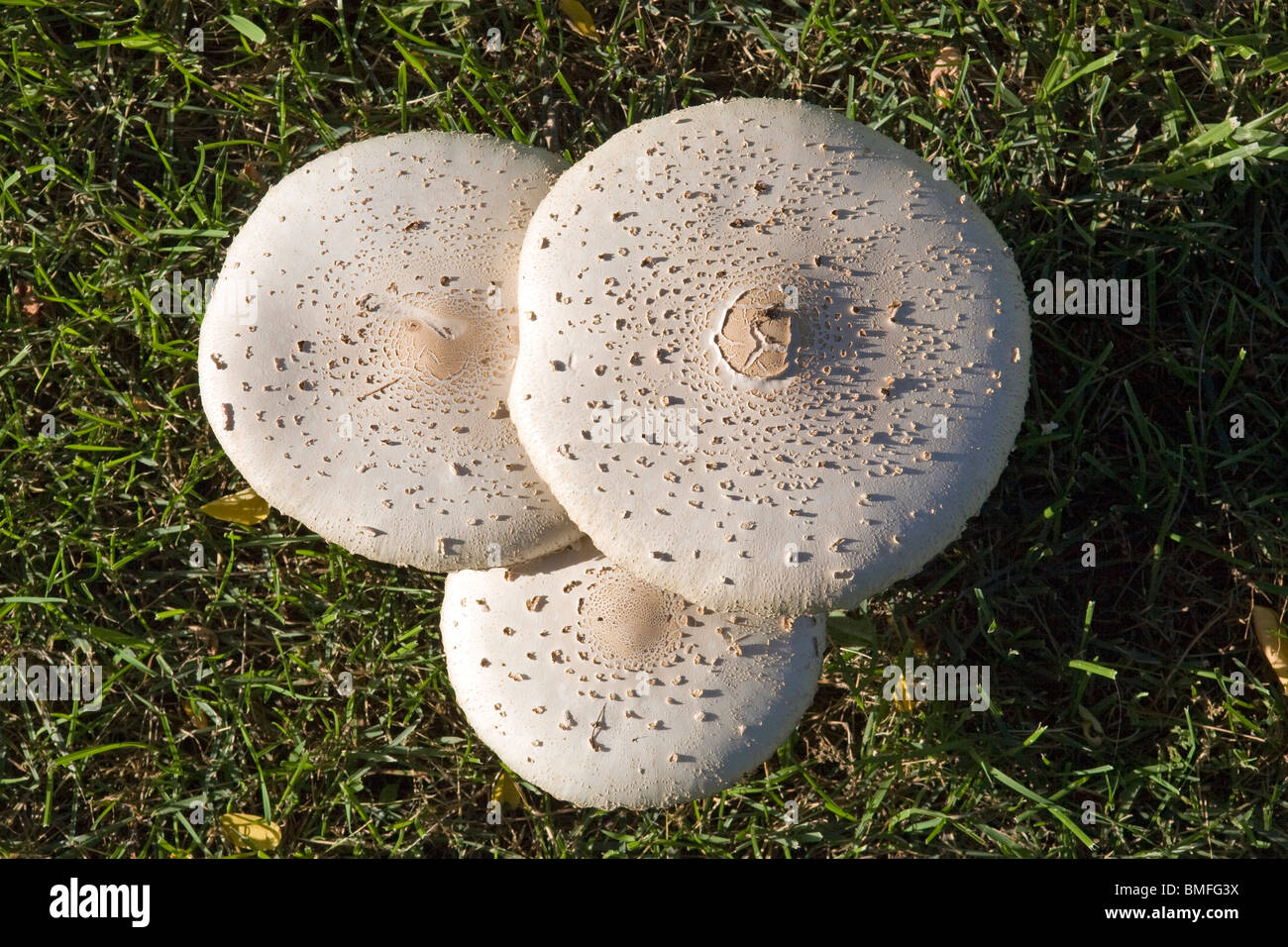 Ombrellone fungo Macrolepiota procera, uno del più caratteristico dei membri della famiglia Lepiota. Foto Stock