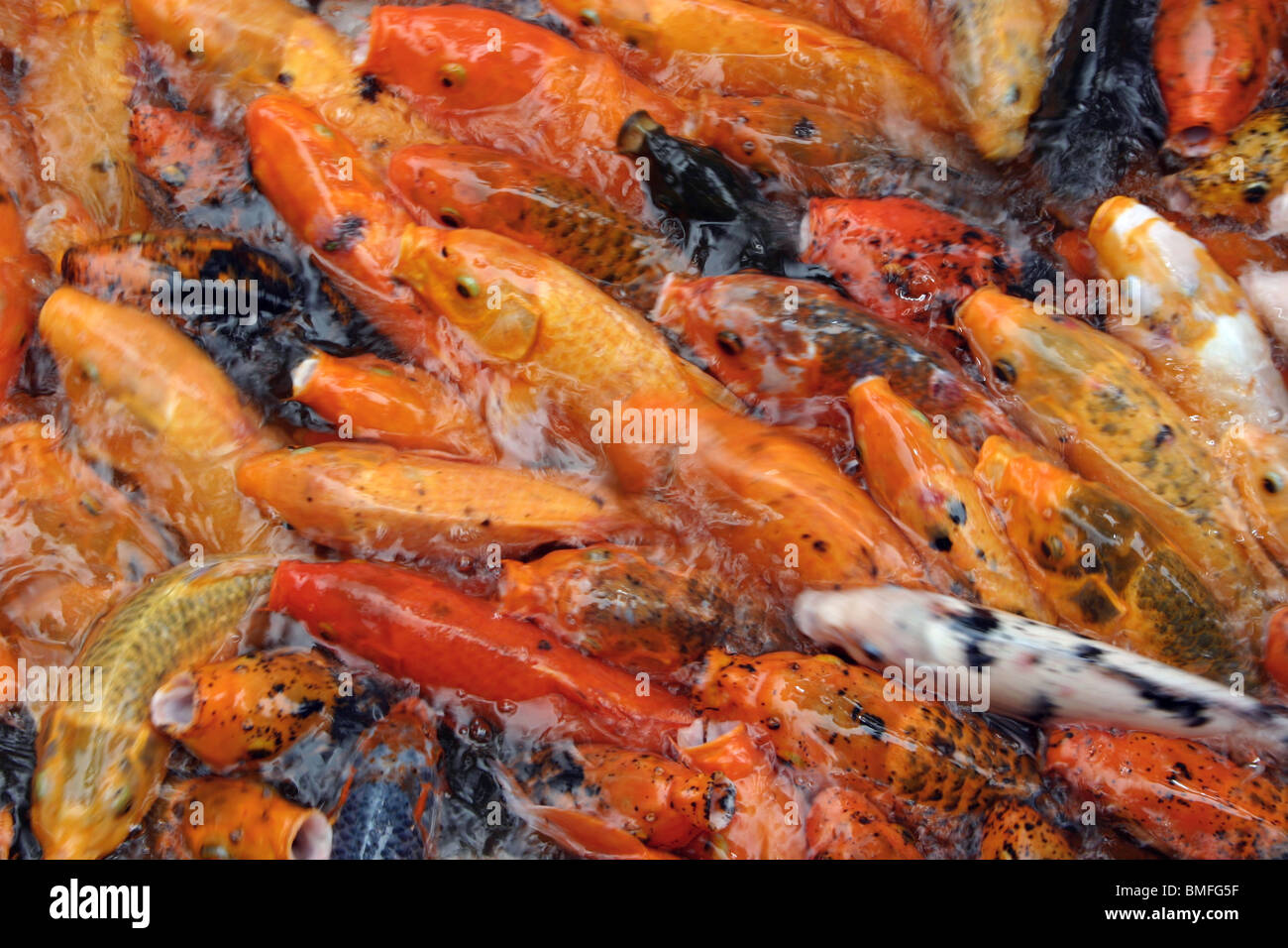 Molti pesci di koi Foto Stock