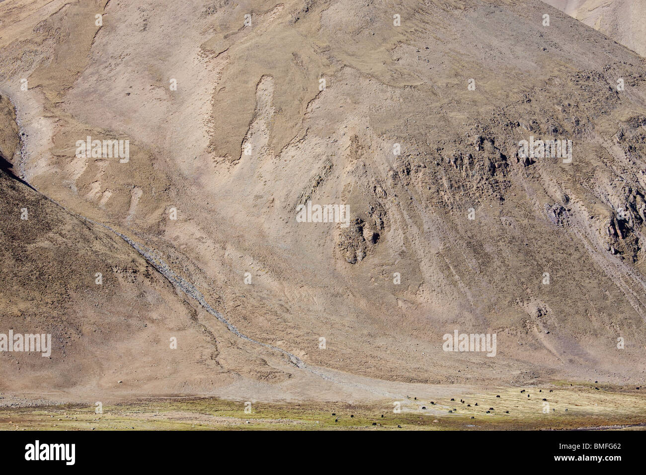 Yak vicino a Nam-tso lago in Tibet Foto Stock