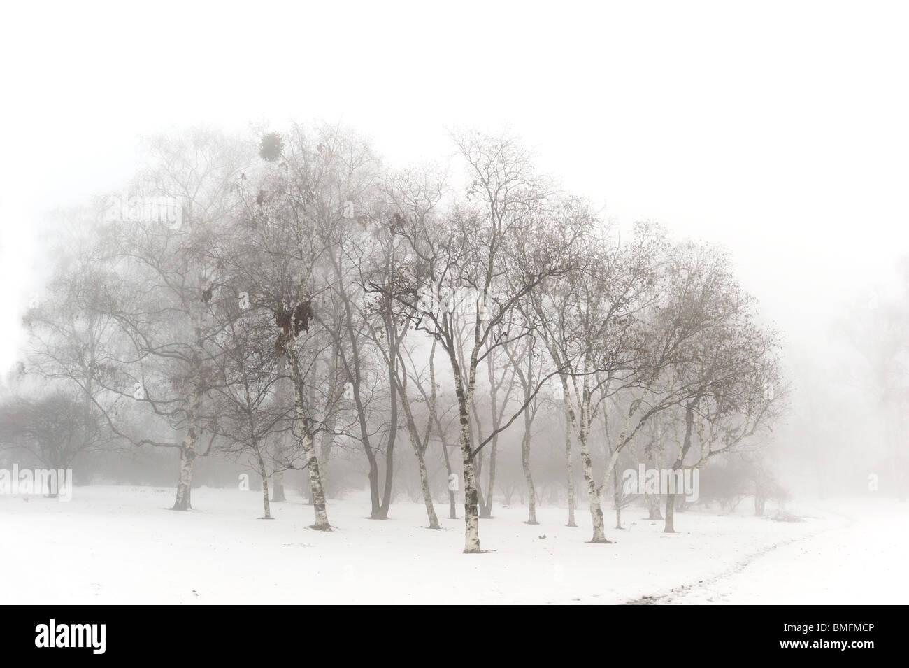 Winter snow park nel nebbioso giorno Foto Stock