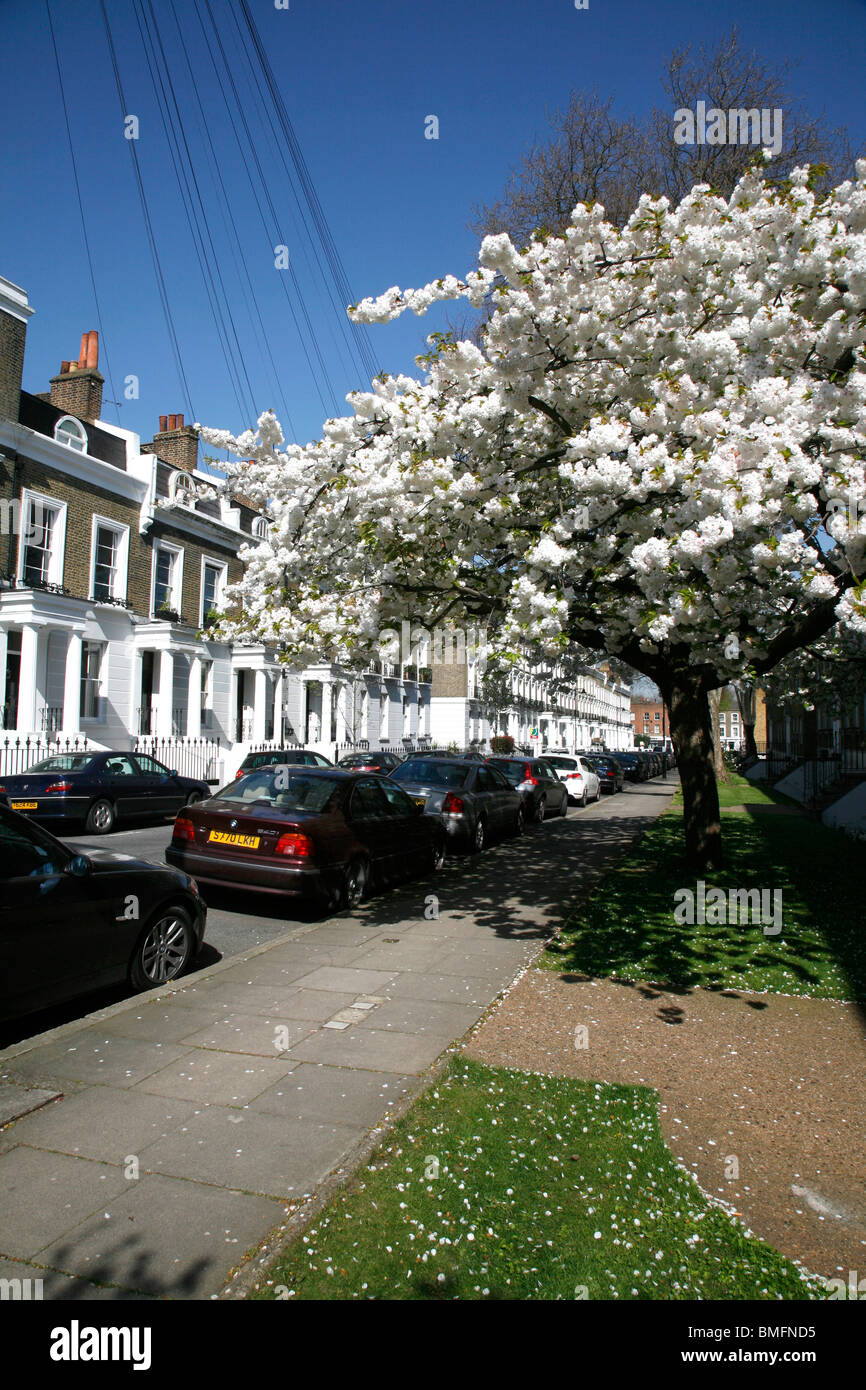 Fiore di Ciliegio sulla strada Compton, Canonbury, Islington, London, Regno Unito Foto Stock