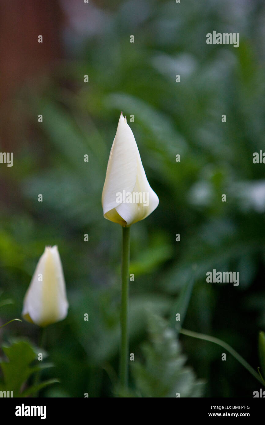 Due tulipani bianco, chiuso Foto Stock