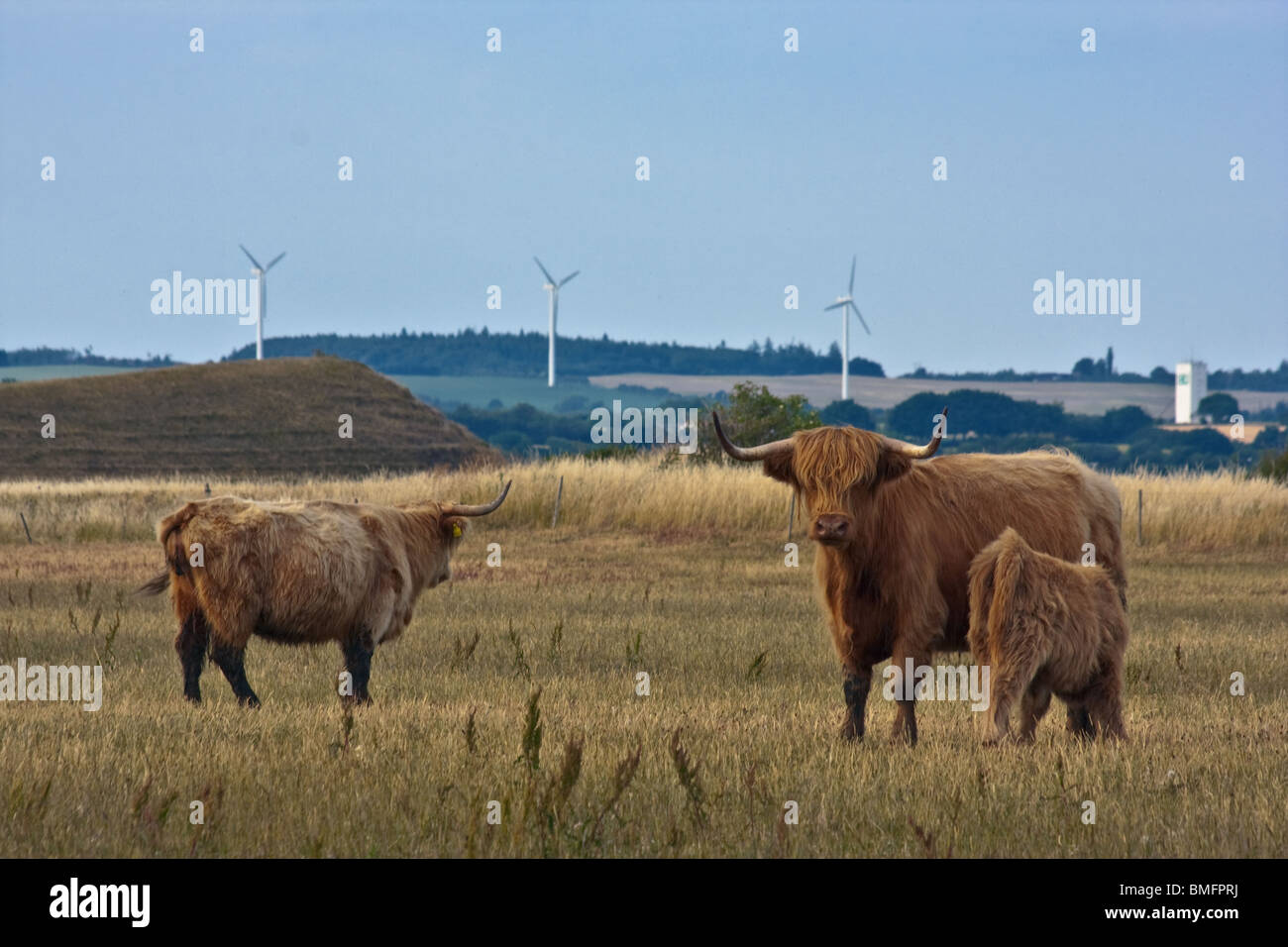 Highland scozzesi sulla famiglia Helnaes, Danimarca. Le turbine eoliche in background Foto Stock