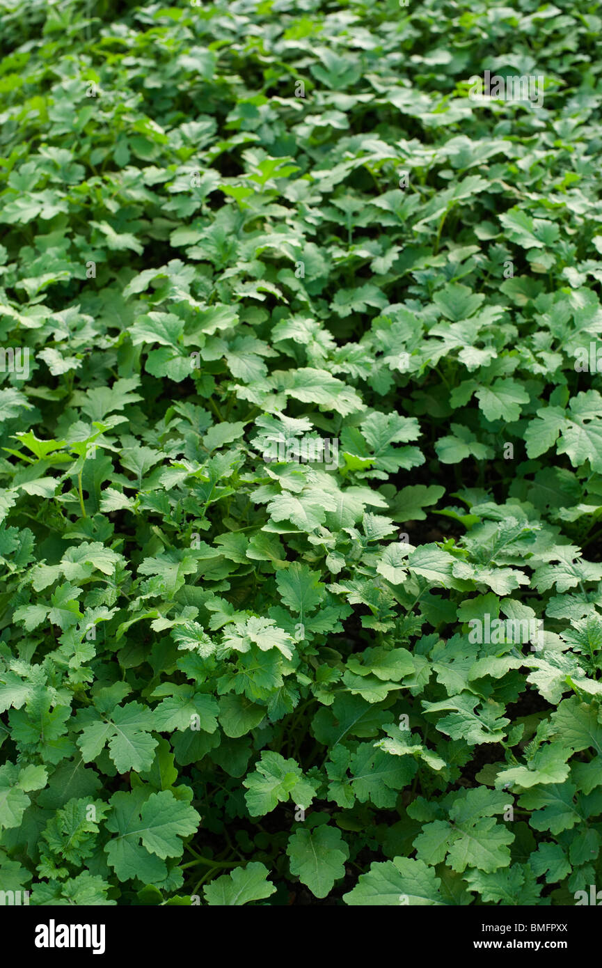 Senape verde cresciuto come un fertilizzante naturale in un campo nei pressi di Oxford Foto Stock