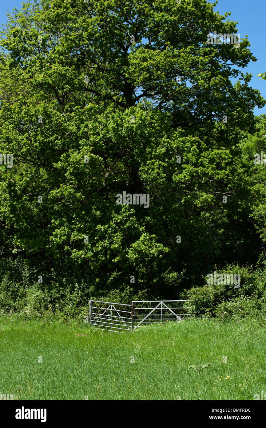 Un cancello in un campo di fattoria sotto una quercia vicino a Lower Slaughter in Cotswolds Foto Stock