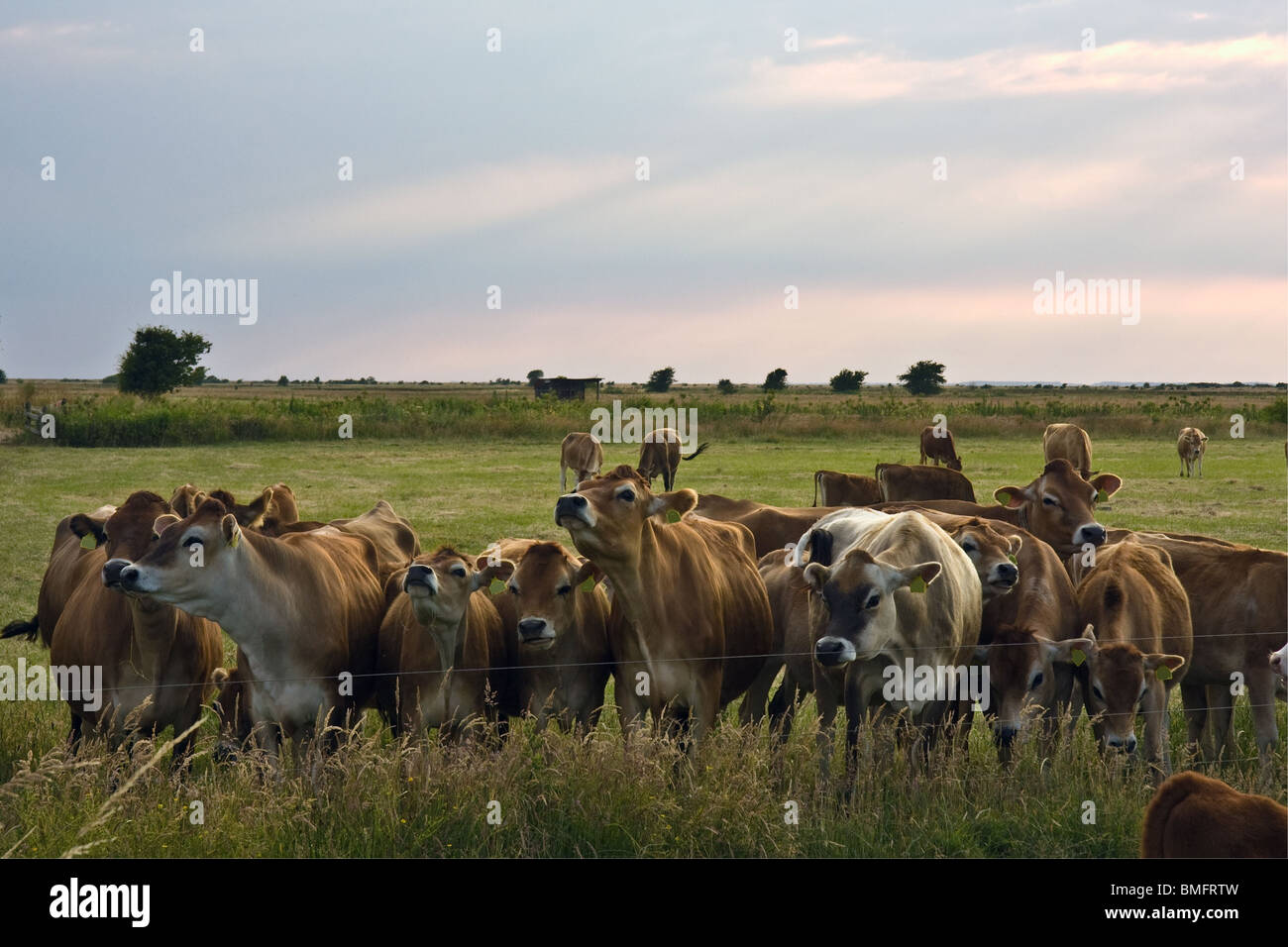Vacche aspettando con impazienza di essere munte sulla bellissima isola Helnaes Danimarca Foto Stock