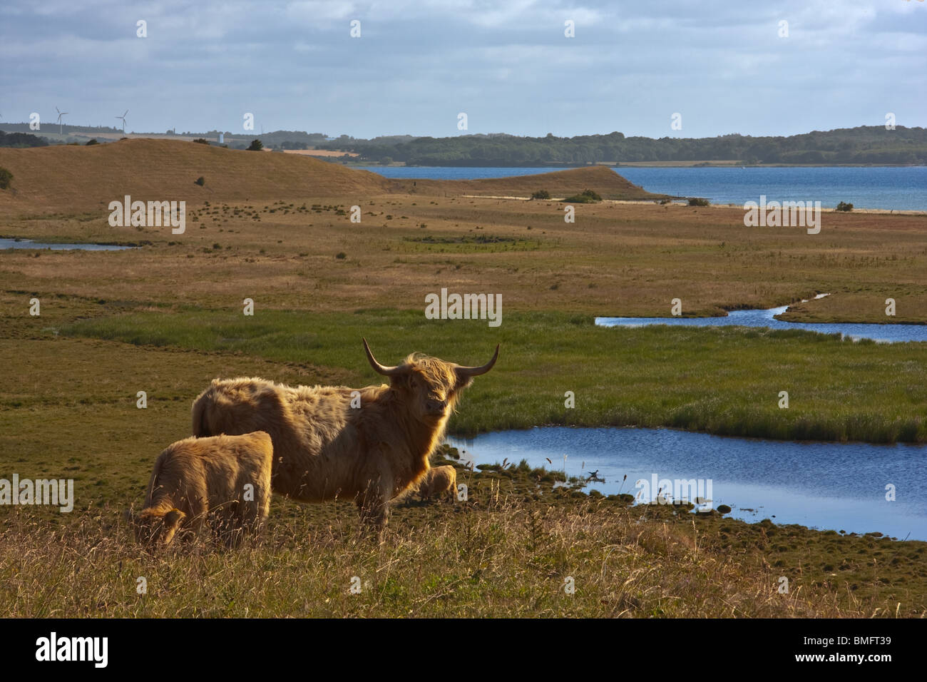 Vacca e vitello - Scottish highland bovini sull isola Helnaes, Danimarca. Foto Stock
