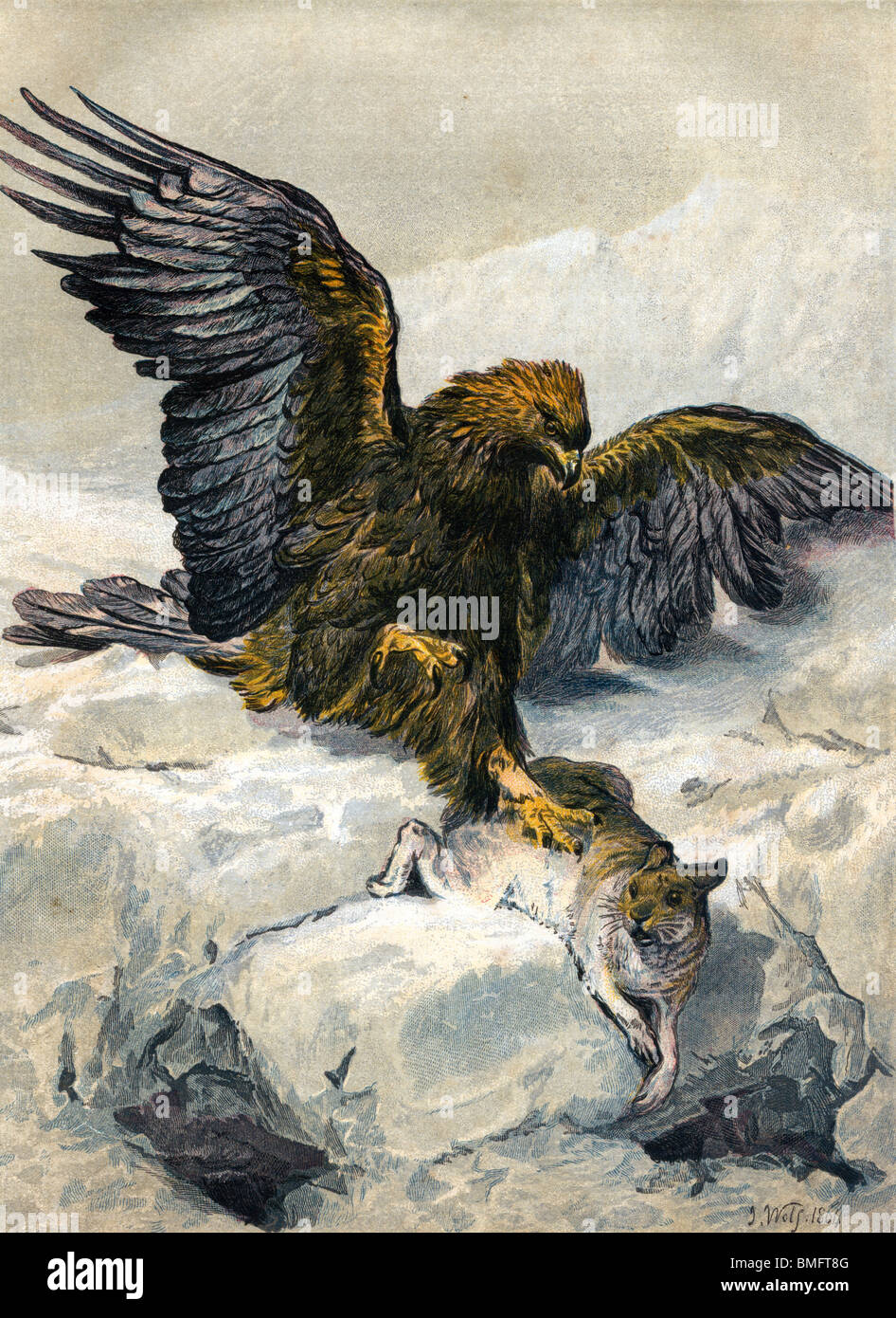 Bianco e Nero illustrazione dell'Aquila e la sua preda, da Edward Whymper Foto Stock
