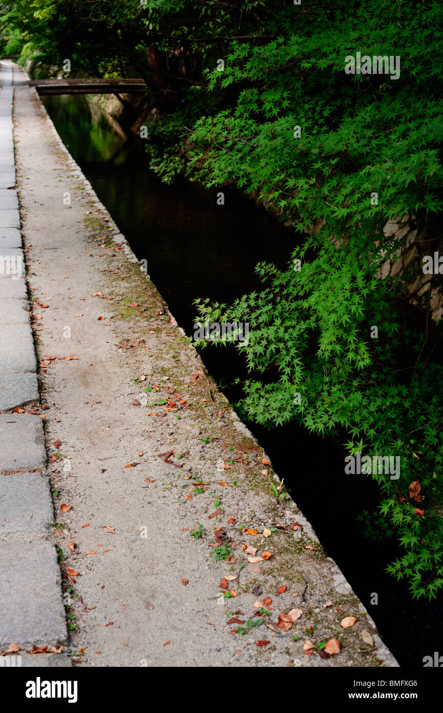 Acero giapponese sovrasta il filosofo il percorso (tetsugaku no Michi) in estate a Kyoto. Foto Stock