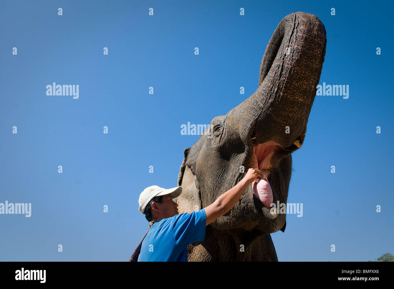 Thailandia, a Nord di Chiang Mai: Lek elefante della fattoria per soccorrere gli elefanti, un luogo alternativo di turismo di elefante. Foto Stock