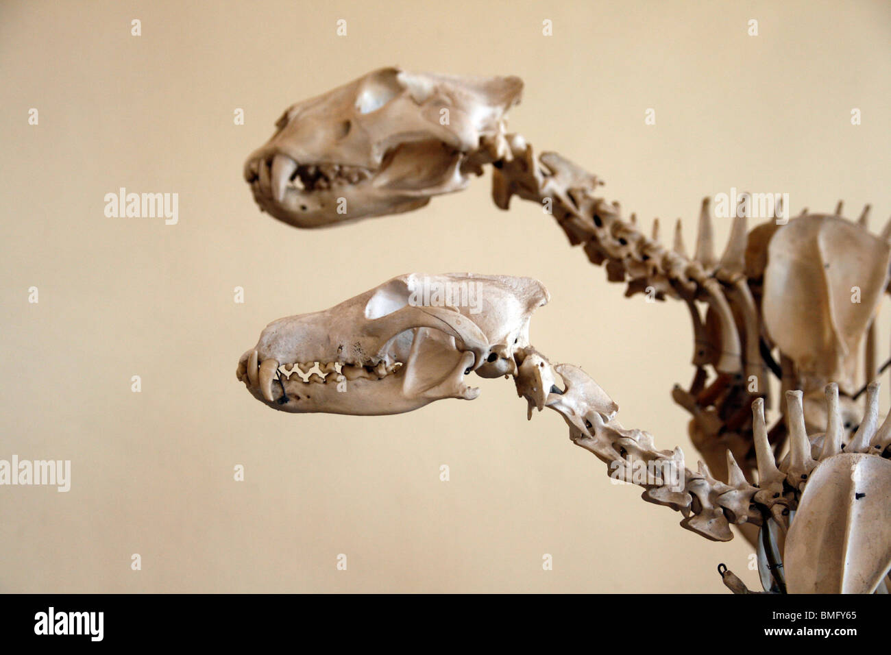 Scheletri di animali presso il museo di storia naturale Foto Stock