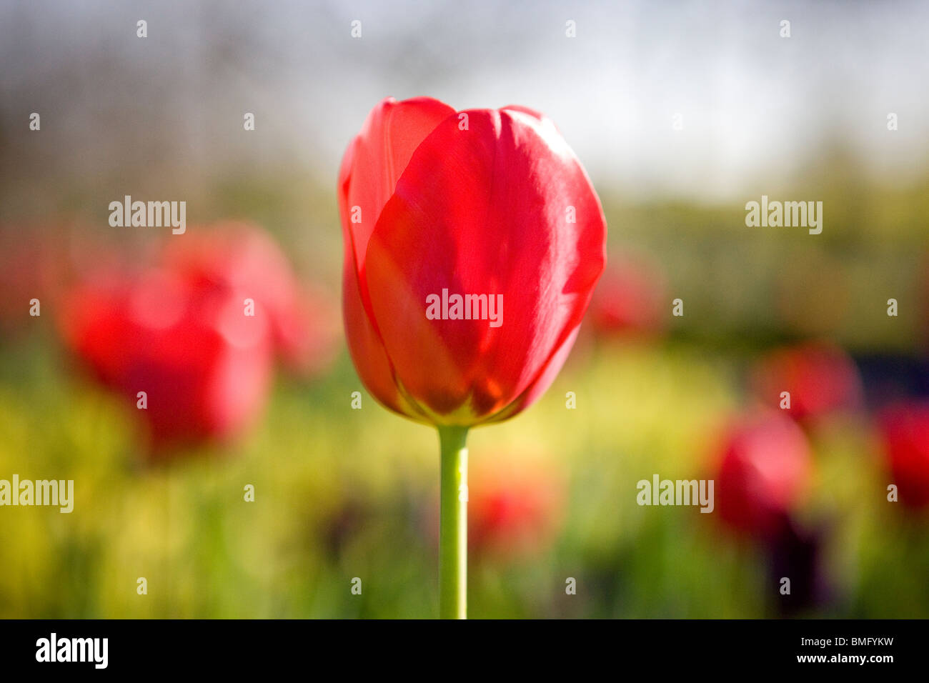 Un rosso tulipano in un giardino Foto Stock