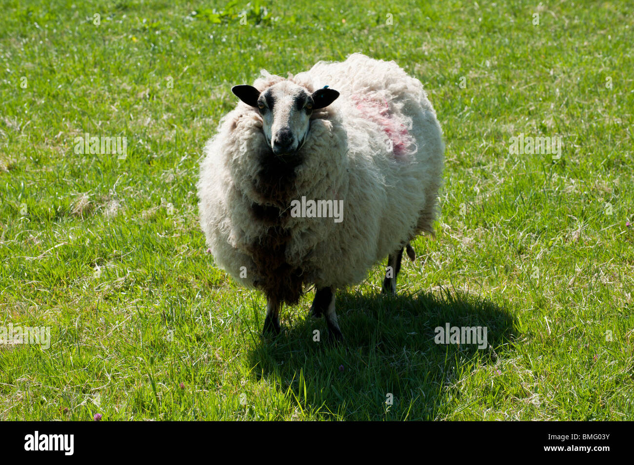 Badger faccia il gallese le pecore di montagna su un pascolo verde, Gloucestershire, Regno Unito Foto Stock