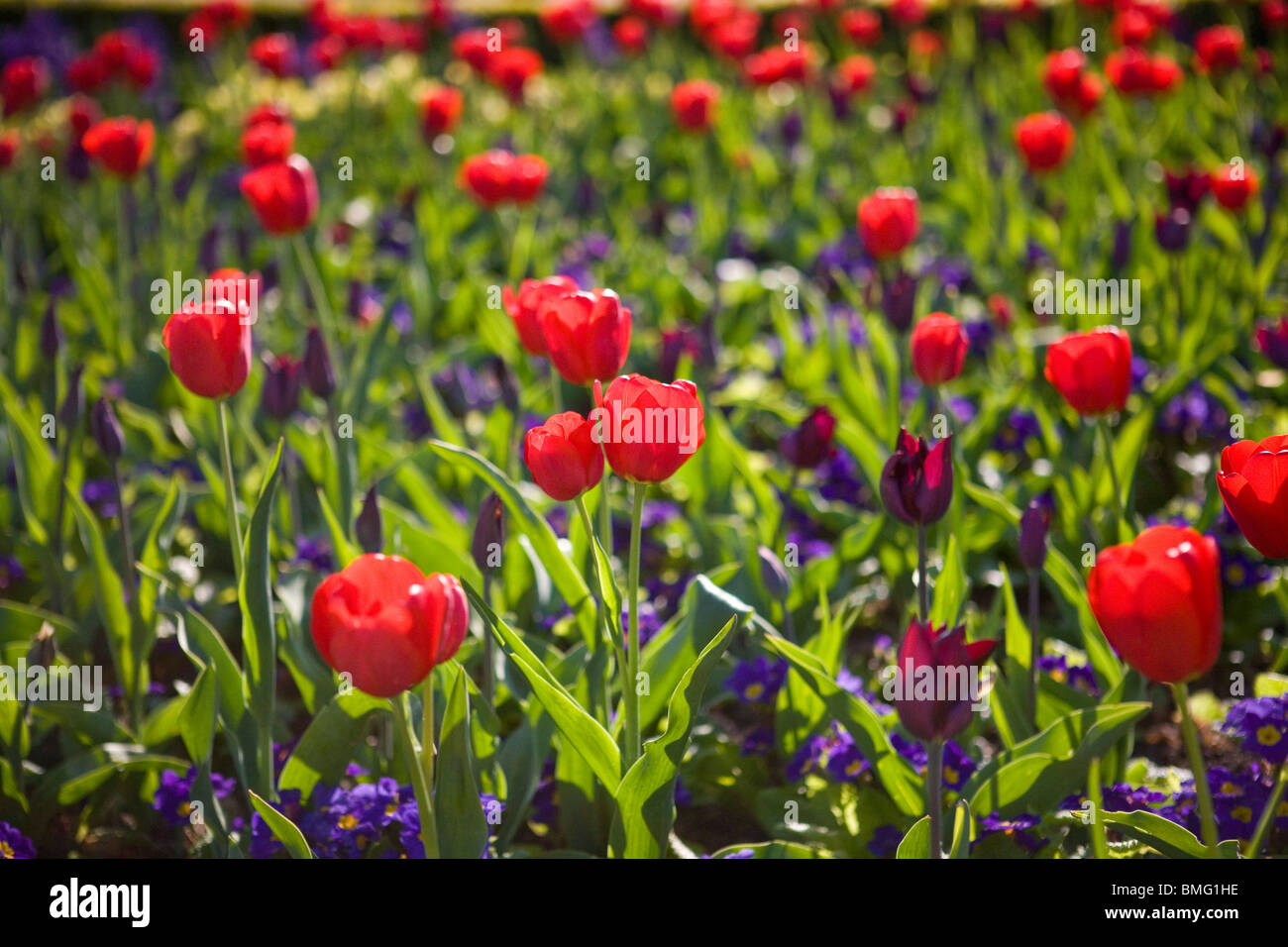 Un letto di tulipani rossi e fiori viola Foto Stock