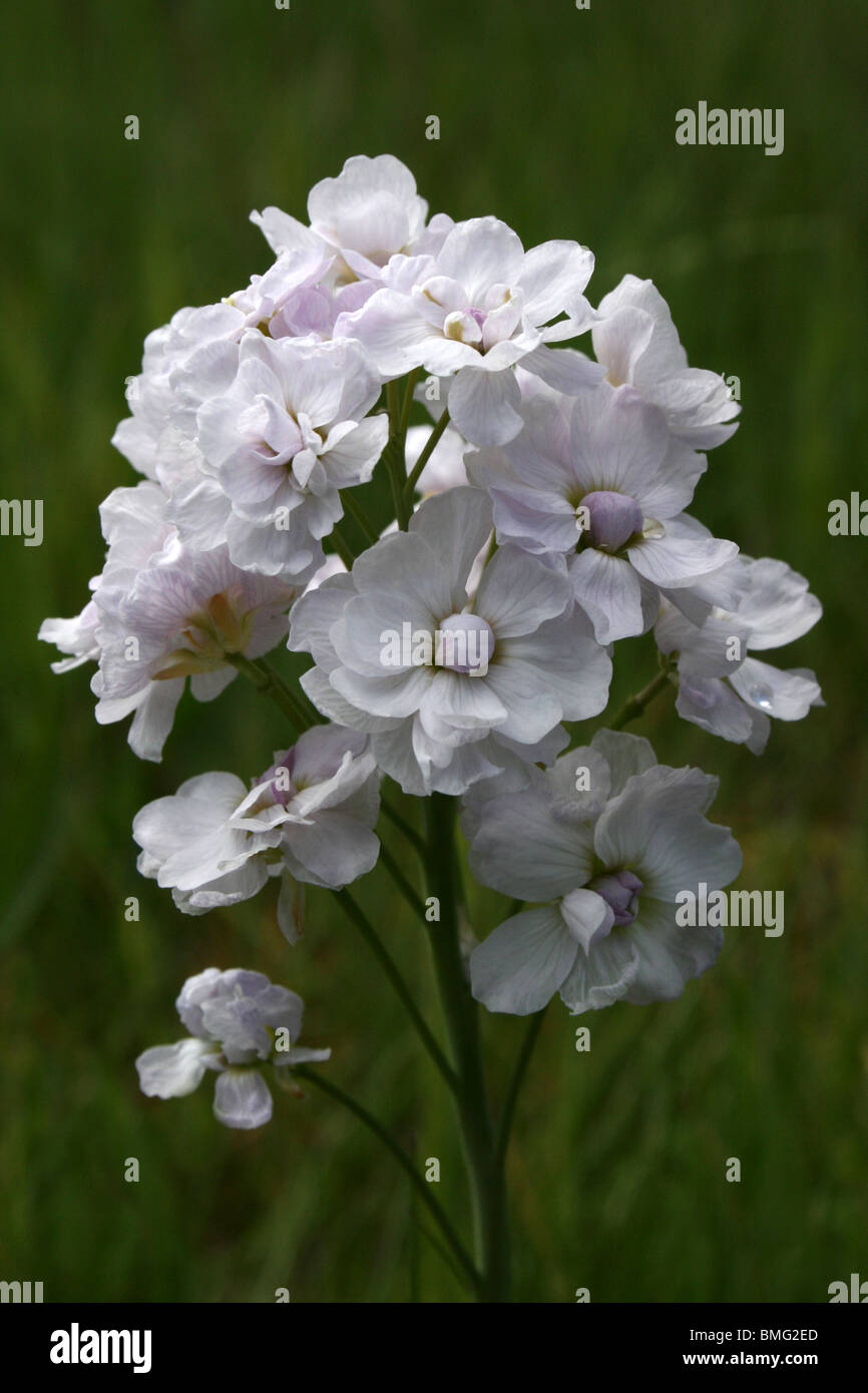 Double Lady's Smock cardamine pratensis var plenum presi in Cumbria, Regno Unito Foto Stock