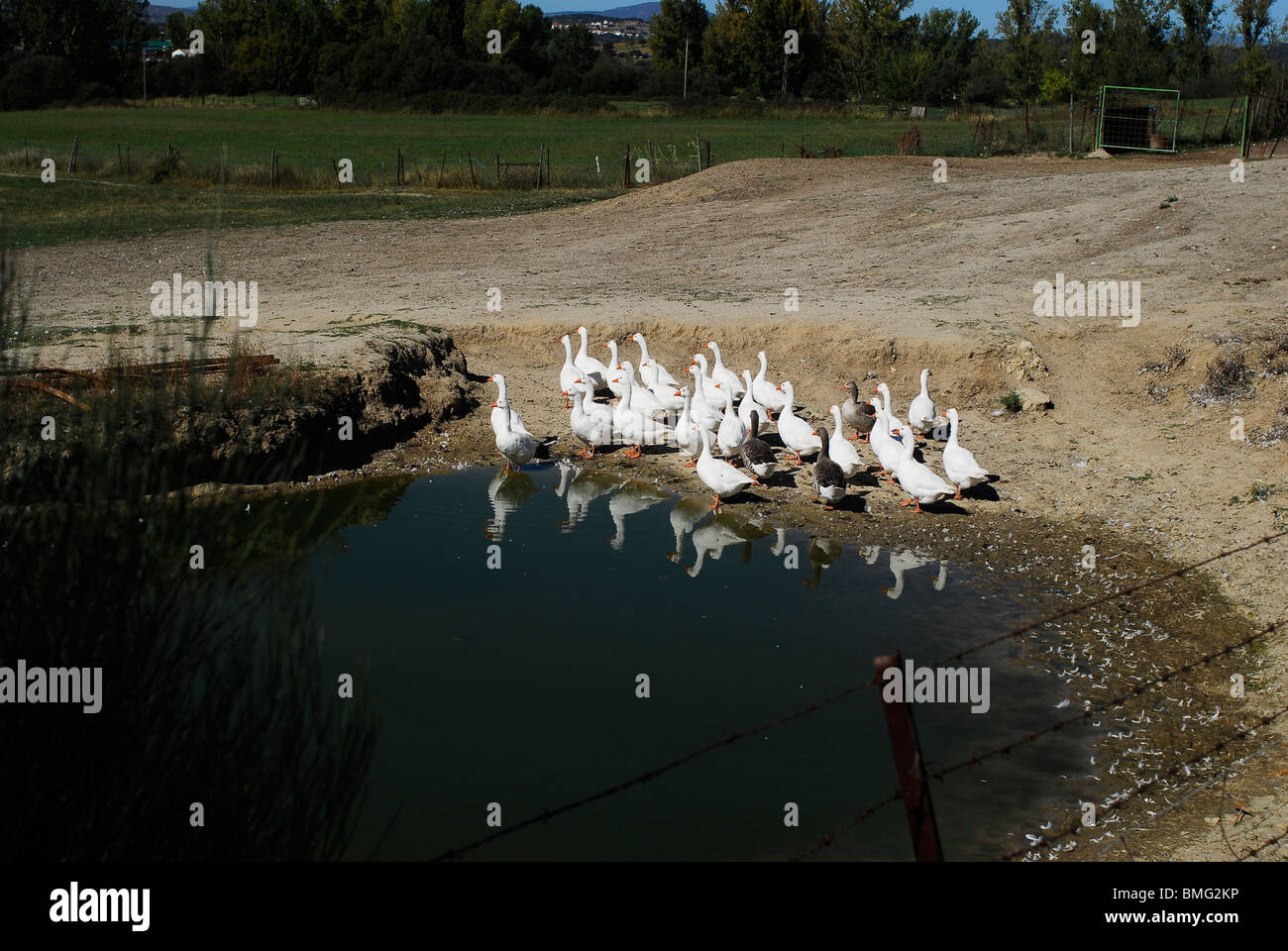 Ocas en la provincia de Caceres. Estremadura, España. Oche. Caceres provincia, regione Estremadura, Spagna Foto Stock