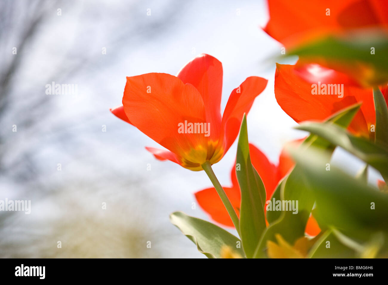 Tulipani Rossi in piena fioritura Foto Stock