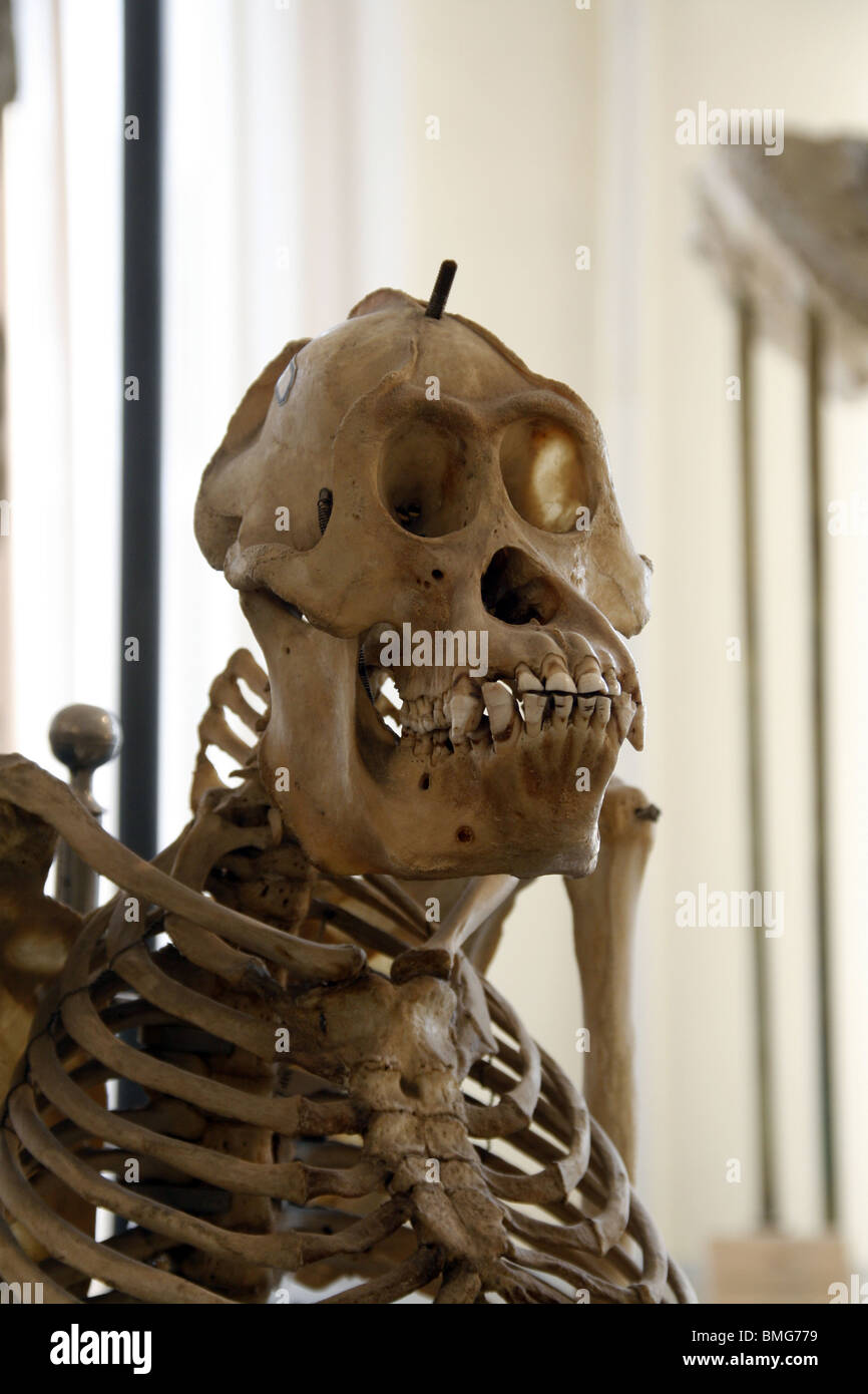 Scheletro di scimmia presso il museo di storia naturale Foto Stock